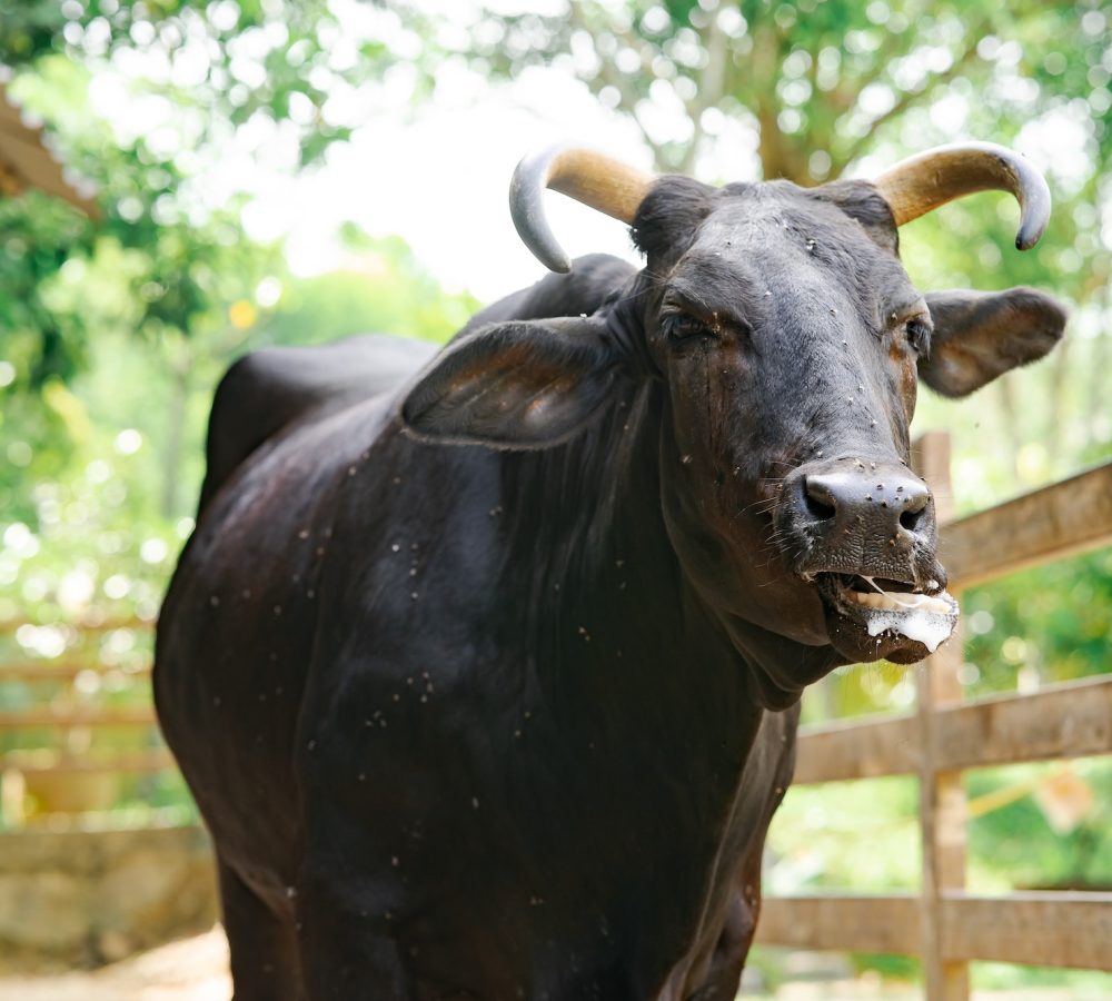 Black cow at the ranch.