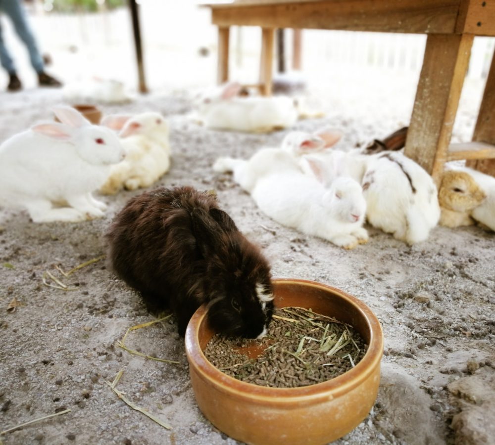 cute rabbit is eating from the wooden bowl at the pet farm
