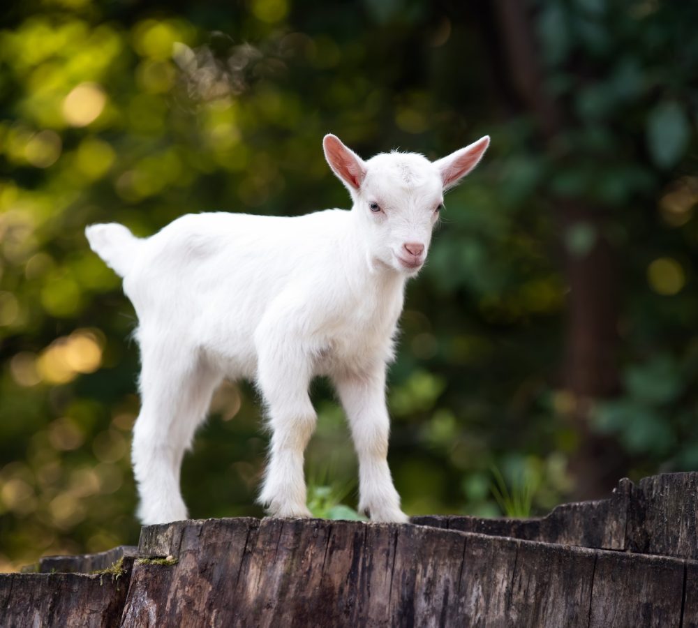 Goat on tree stump