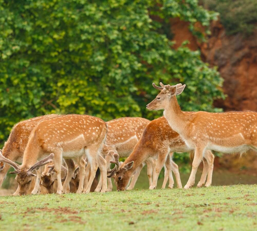 group-fallow-deer-grazing (1)